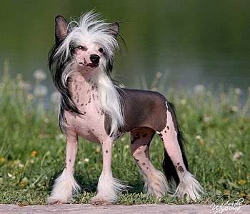 Original photo of a Chinese Crested dog uploaded to StencilCut