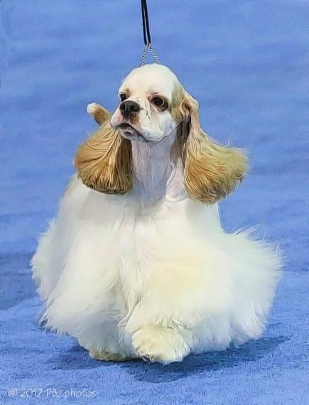 Original portrait of a cream-and-white cocker spaniel